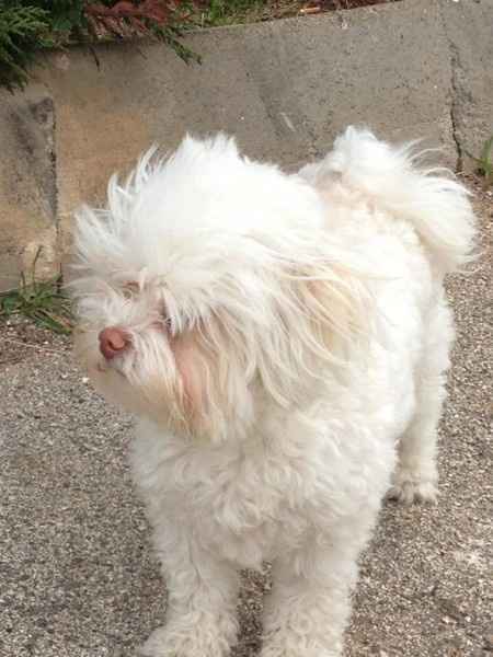 Oggi vi presento i nostri "mimmi" :) - 1