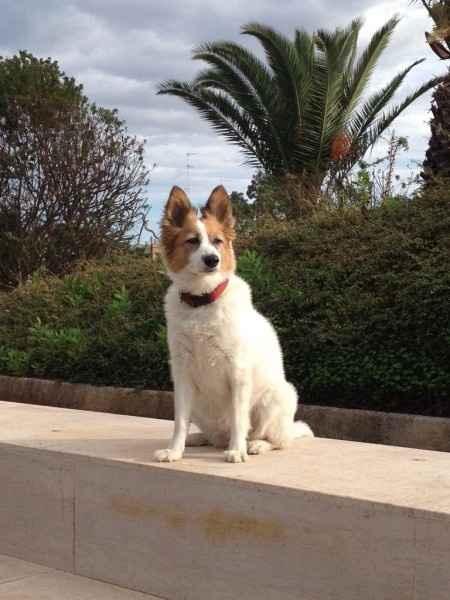 Oggi vi presento i nostri "mimmi" :) - 2