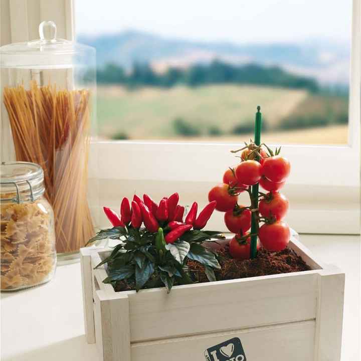 Bomboniere piante aromatiche - 1