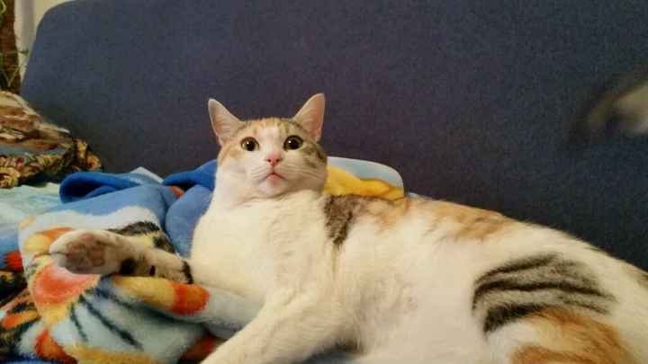 Too cute: i vostri amici animali - 1