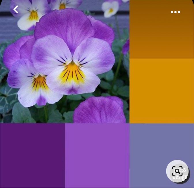 Colore viola 🟣🟪💜 4