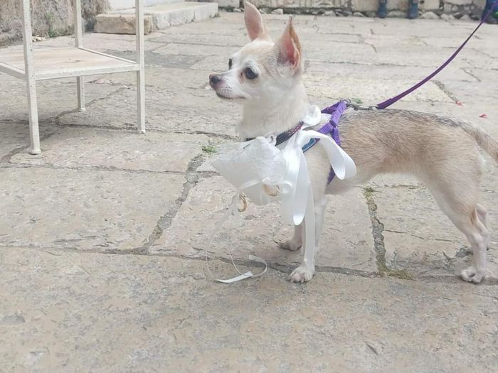 L'amore mio più grande 6