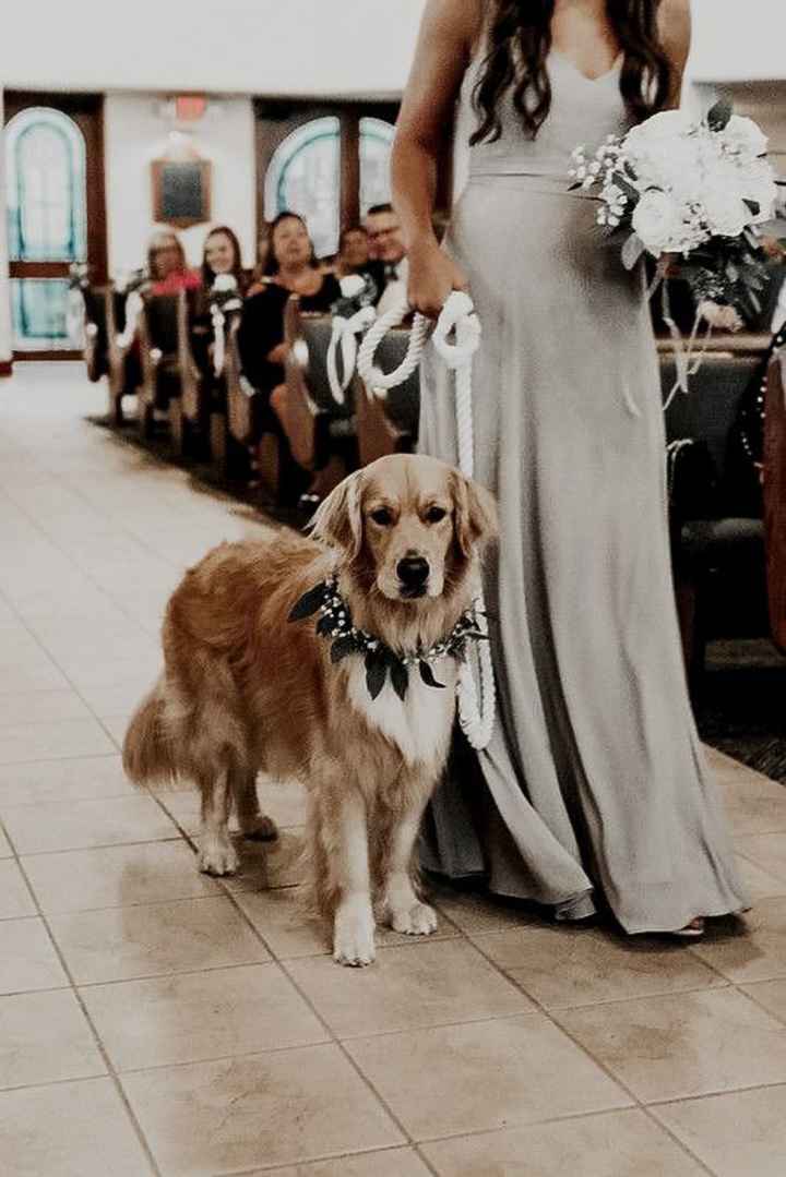 Matrimonio e animali❤️ - 1