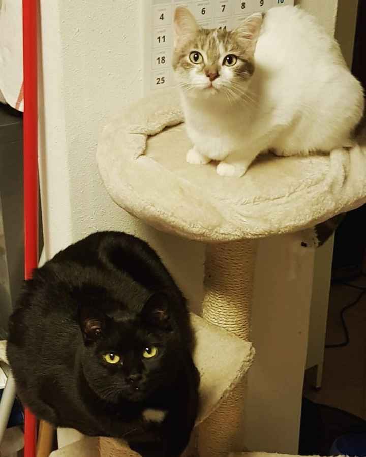 i nostri cuccioli😍 - 1