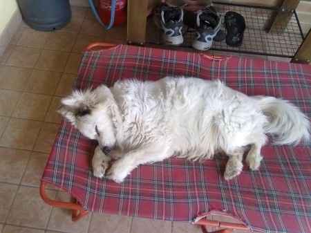 Raccolta di foto con i nostri animali - 3