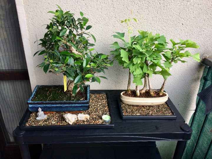 i nostri bimbi Bonsai