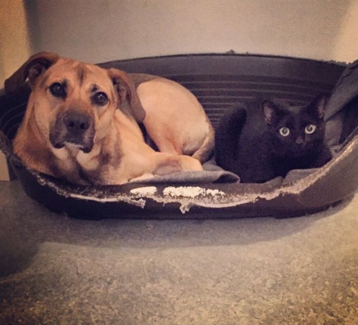 Compagno a 4 zampe? - 1