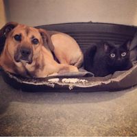 Compagno a 4 zampe? - 1