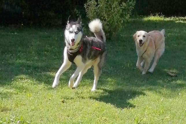 Matrimonio Husky