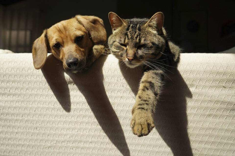 Cane e gatto