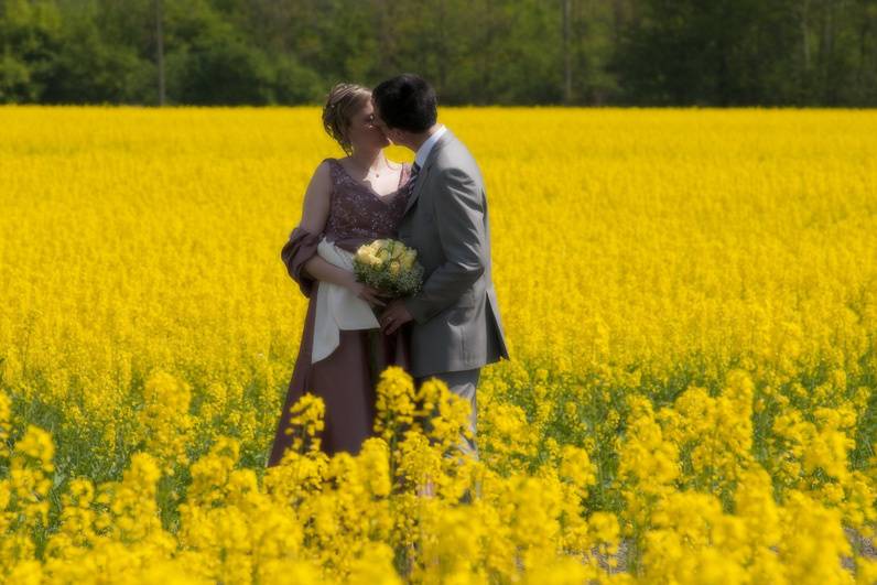 Sposi in un campo di fiori gialli