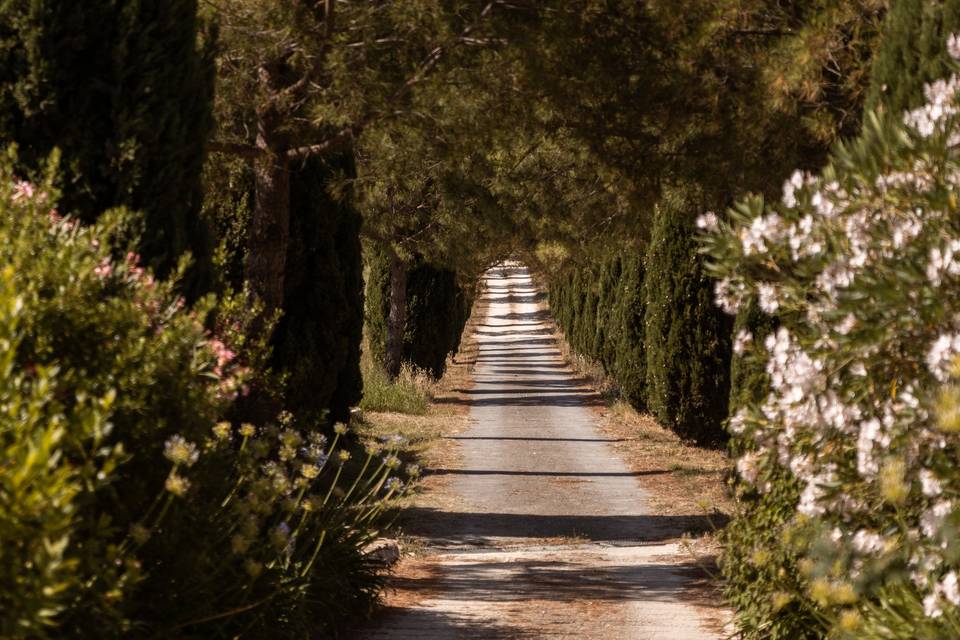 Viale