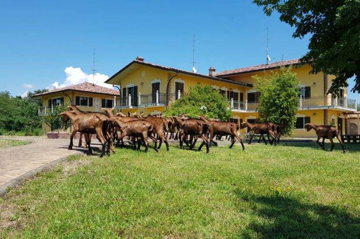Agriturismo con caprette