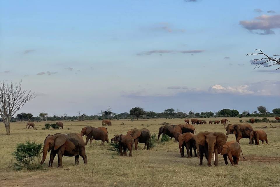 Tramonto Parco Amboseli Kenya