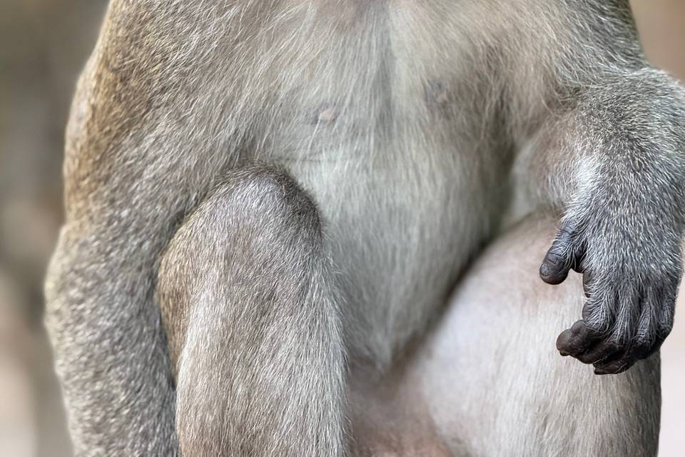 Scimmia Malesia