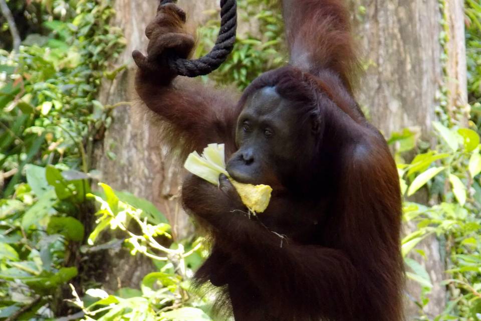 Orango