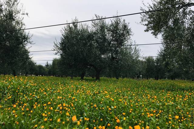 Biodiversità