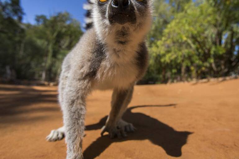 Madagascar Quando arrivi?