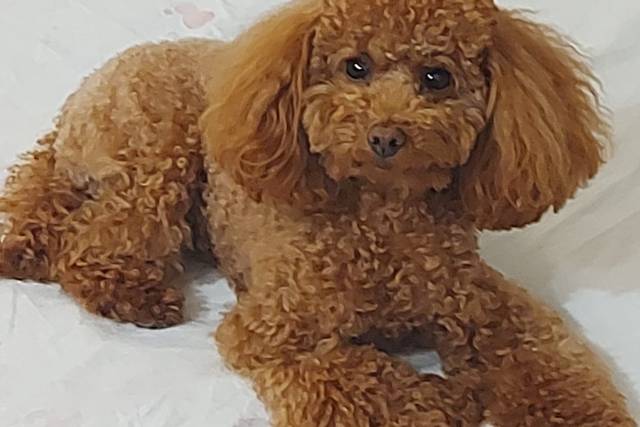 Piccola Zoe