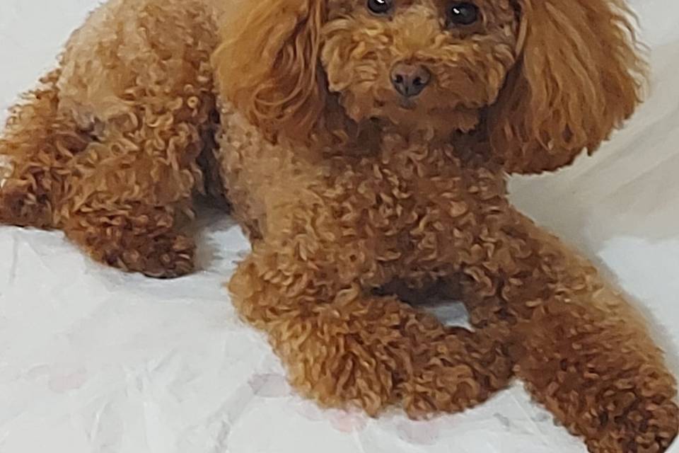 Piccola Zoe