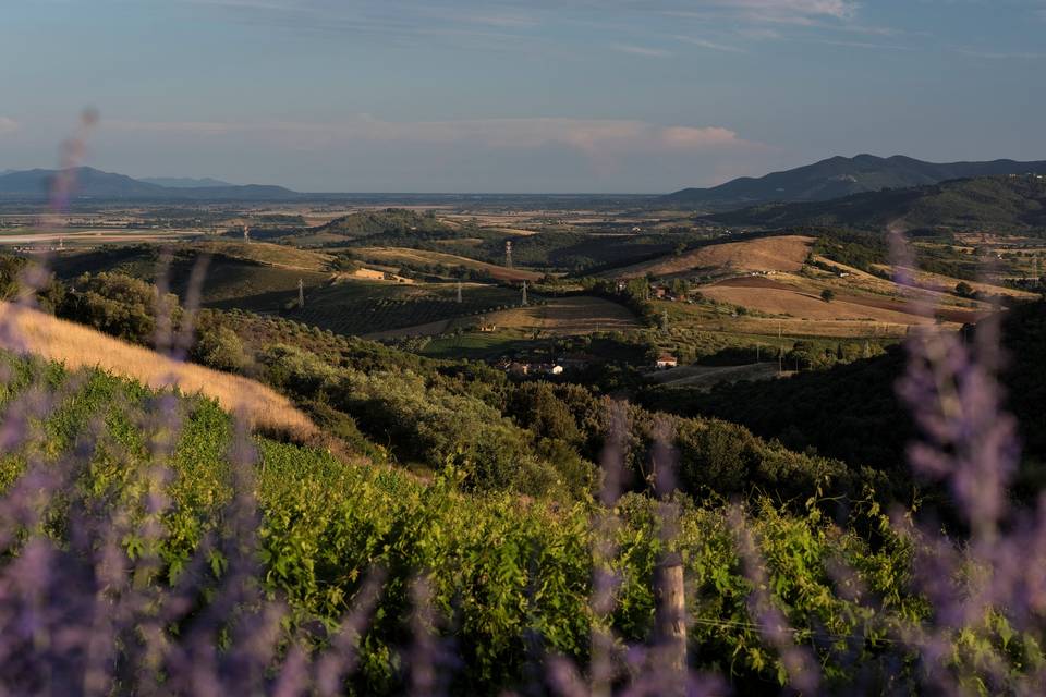 Sequerciani
