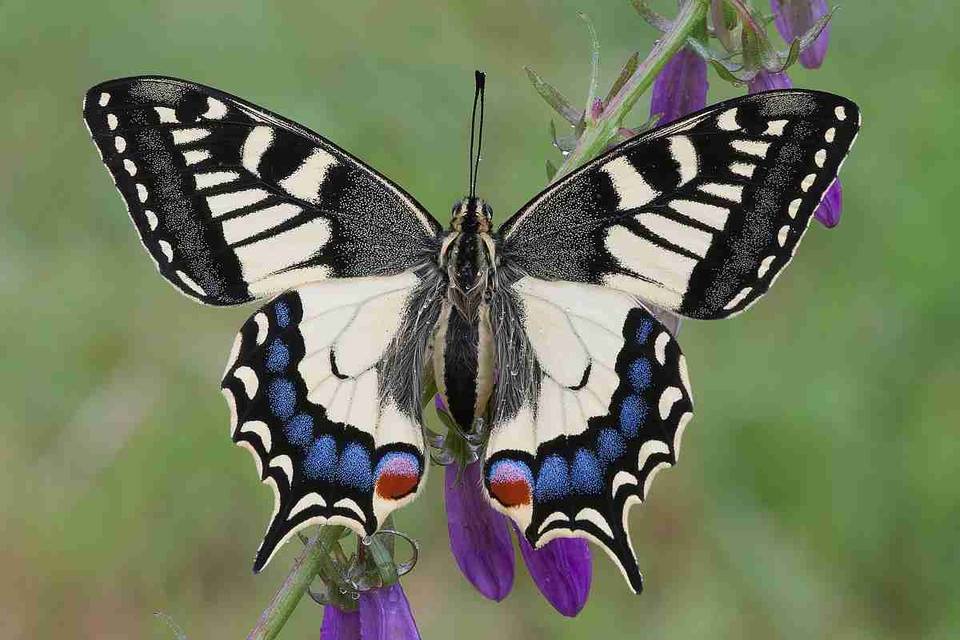 Farfalle per Eventi - Forniture in tutto il territorio nazionale