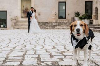 Dog Sitting for Wedding