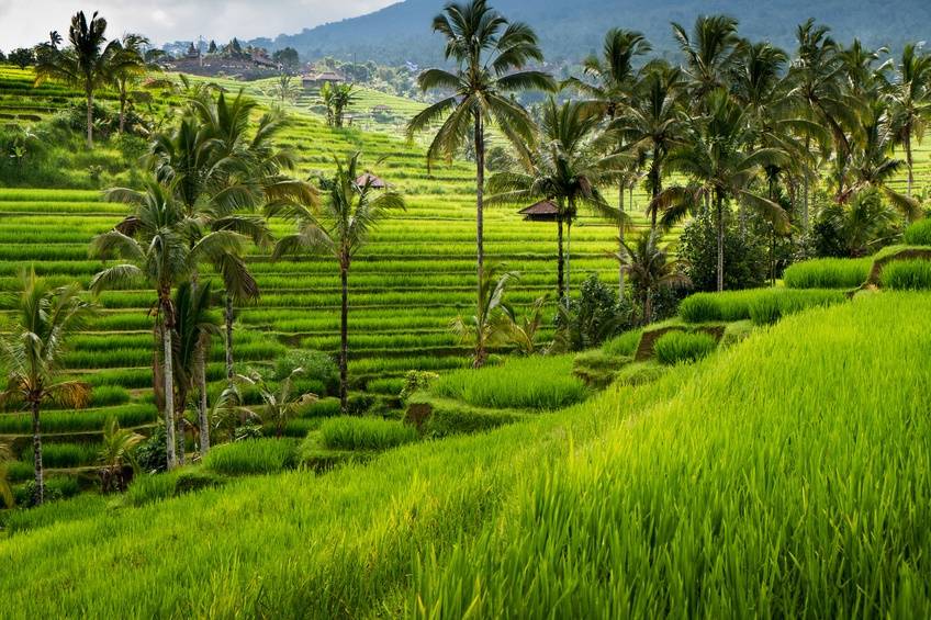 Green Rice Field Isola di Bali