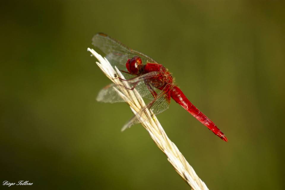 Libellula