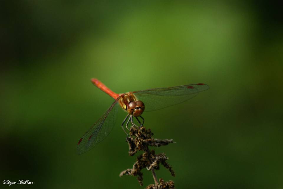 Libellula