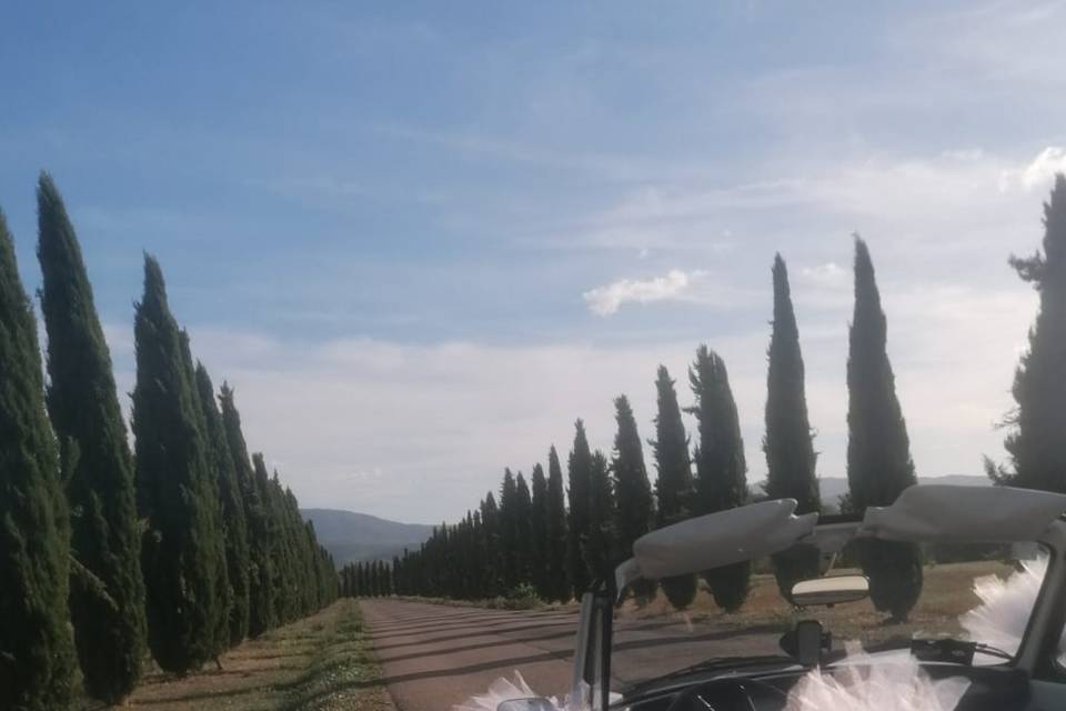Campestre