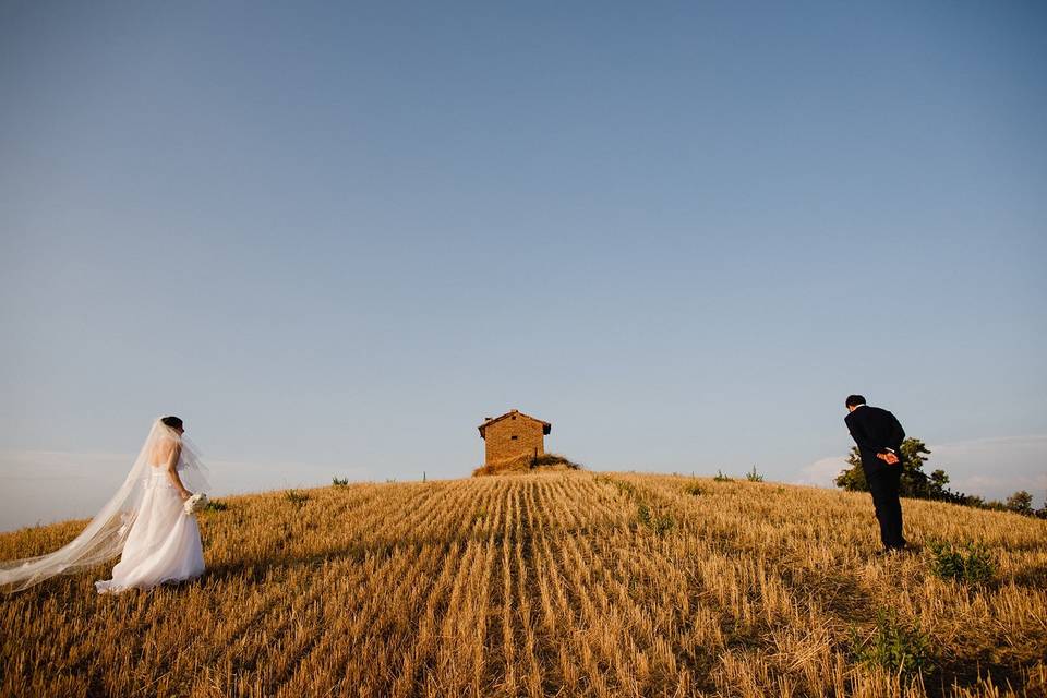 Nel campo di grano a Certaldo