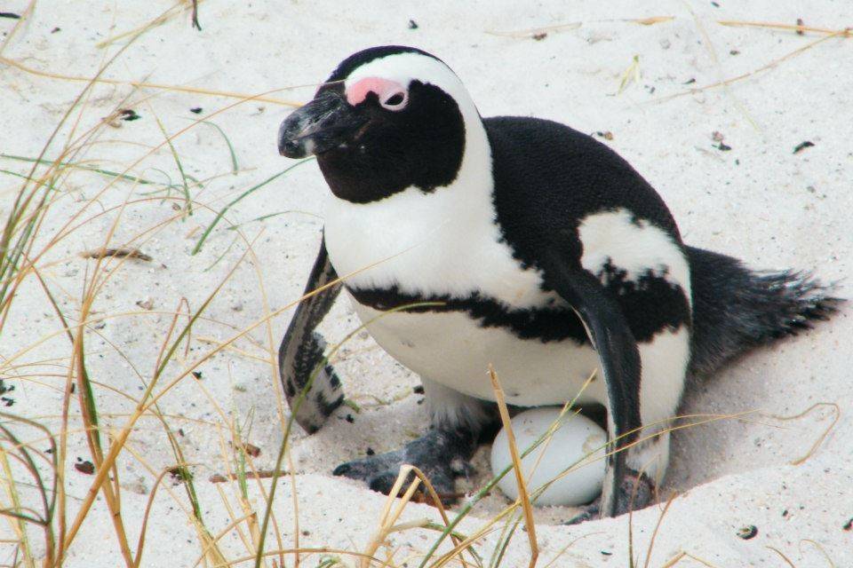 Boulders Beach Sudafrica