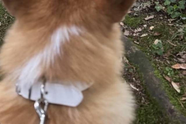 Max e gli sposi
