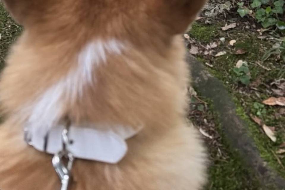 Max e gli sposi