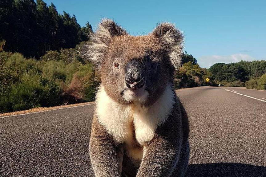 Kangaroo Island, Australia