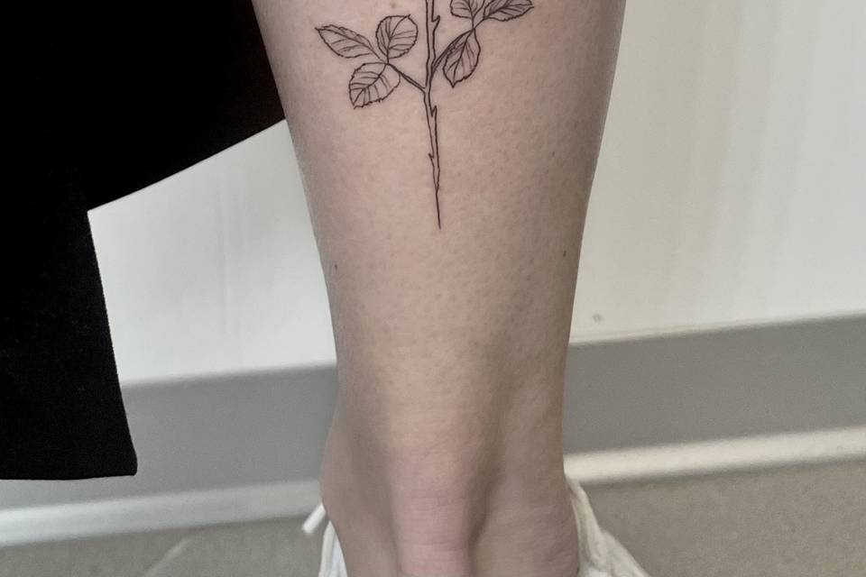 Fine line rose