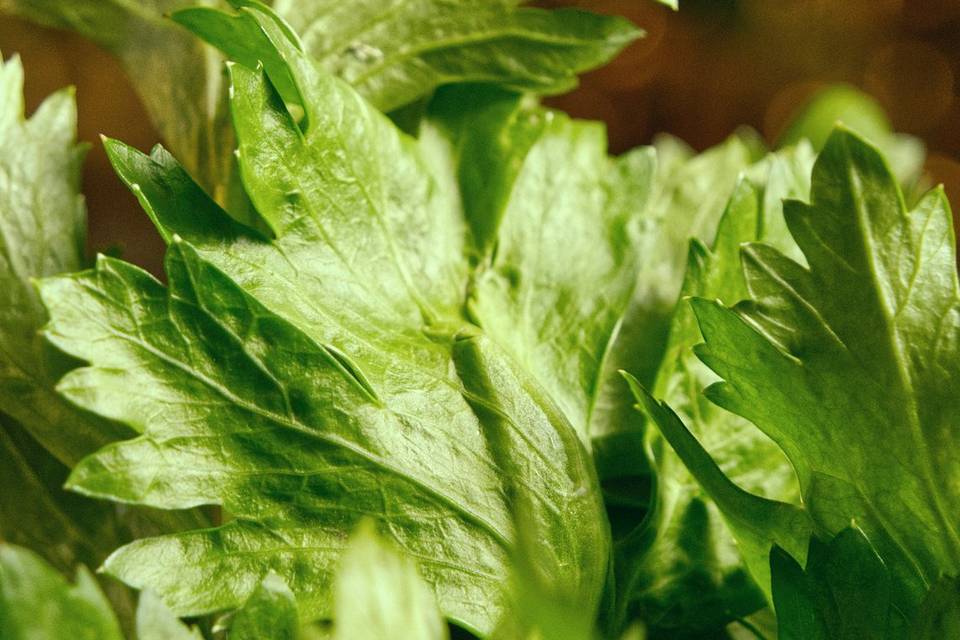 Garnish