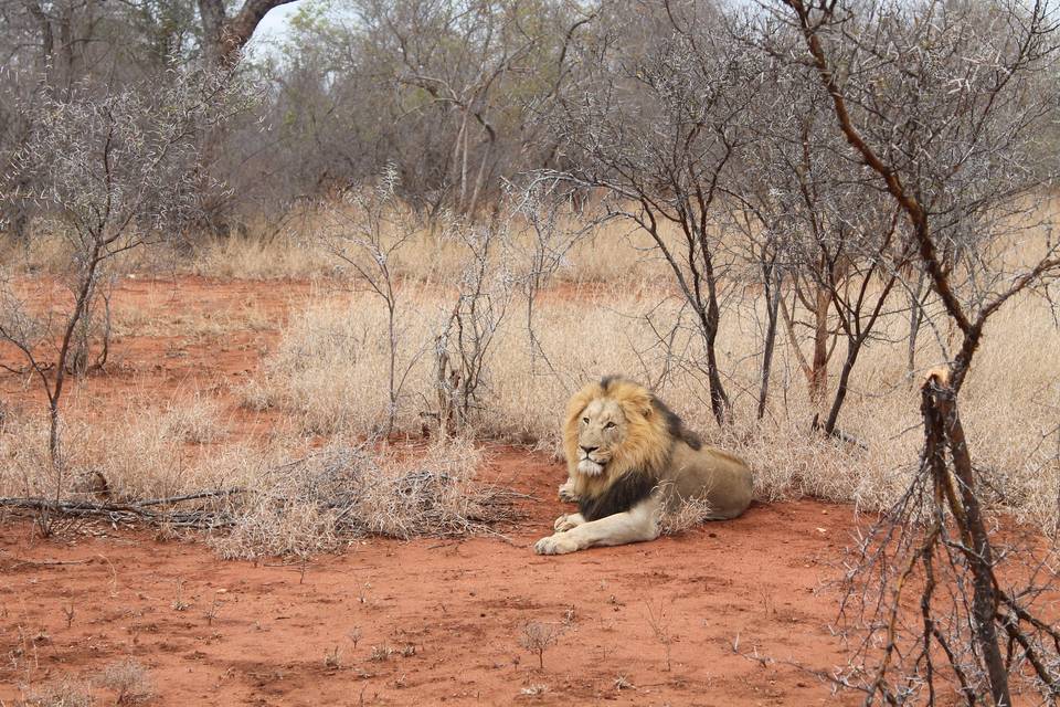 Kruger N.P. - Sudafrica