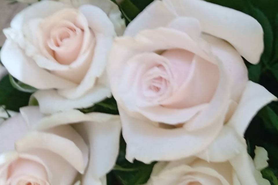 Rose rosa