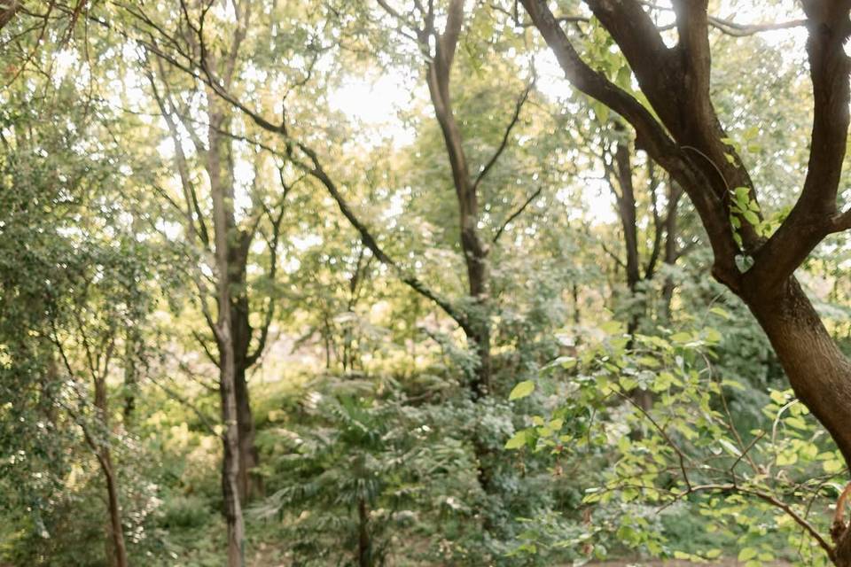 Matrimonio nel bosco