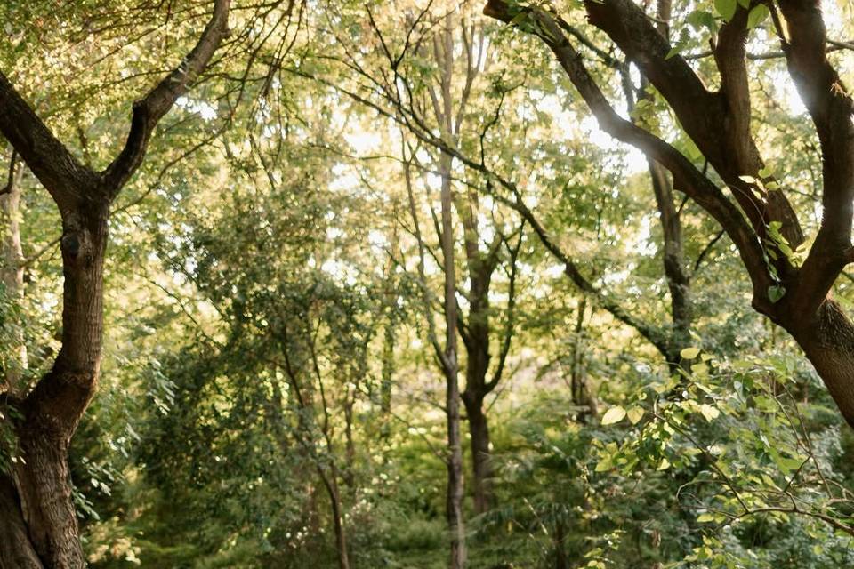 Matrimonio nel bosco