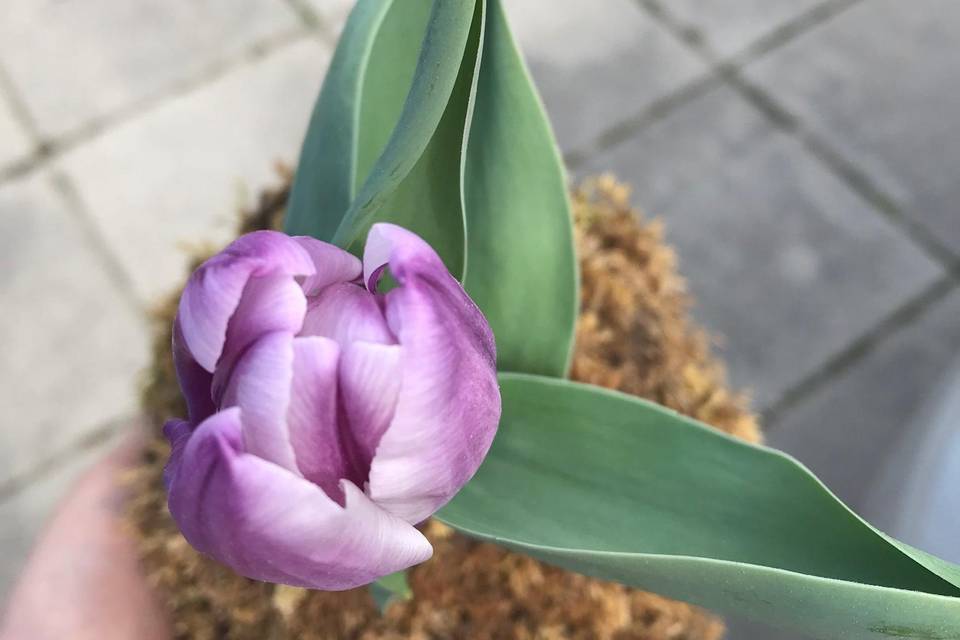 Tulips