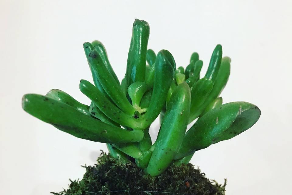 Succulenta