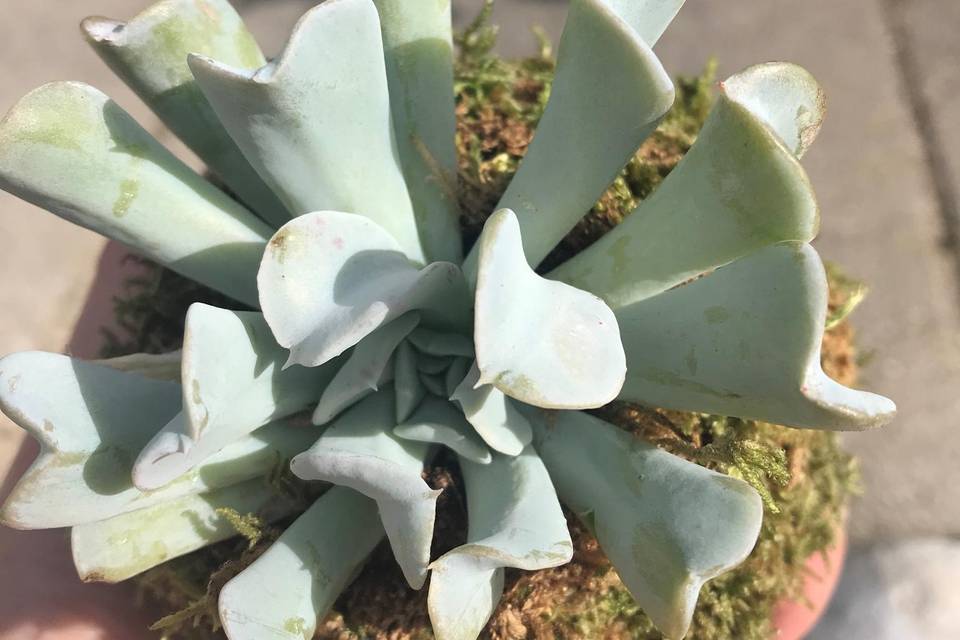 succulenta piccola