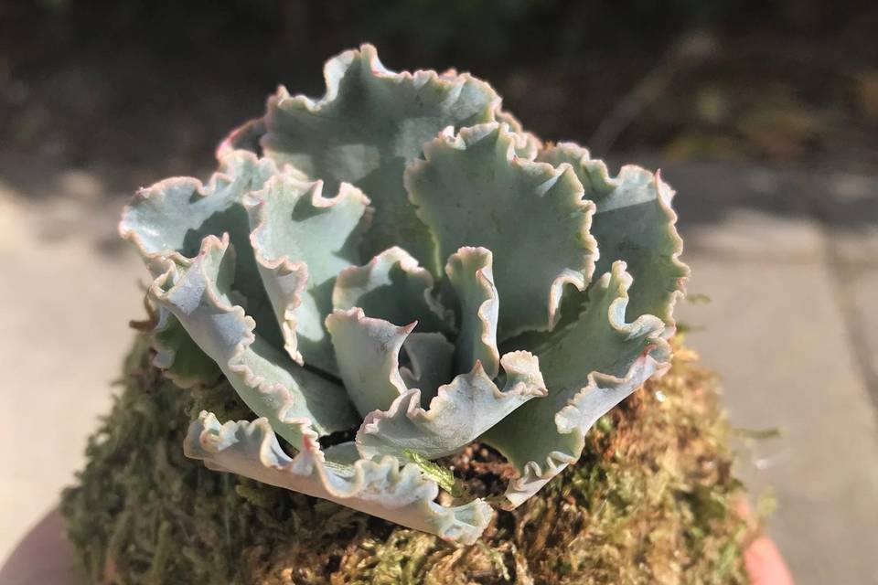 succulenta piccola