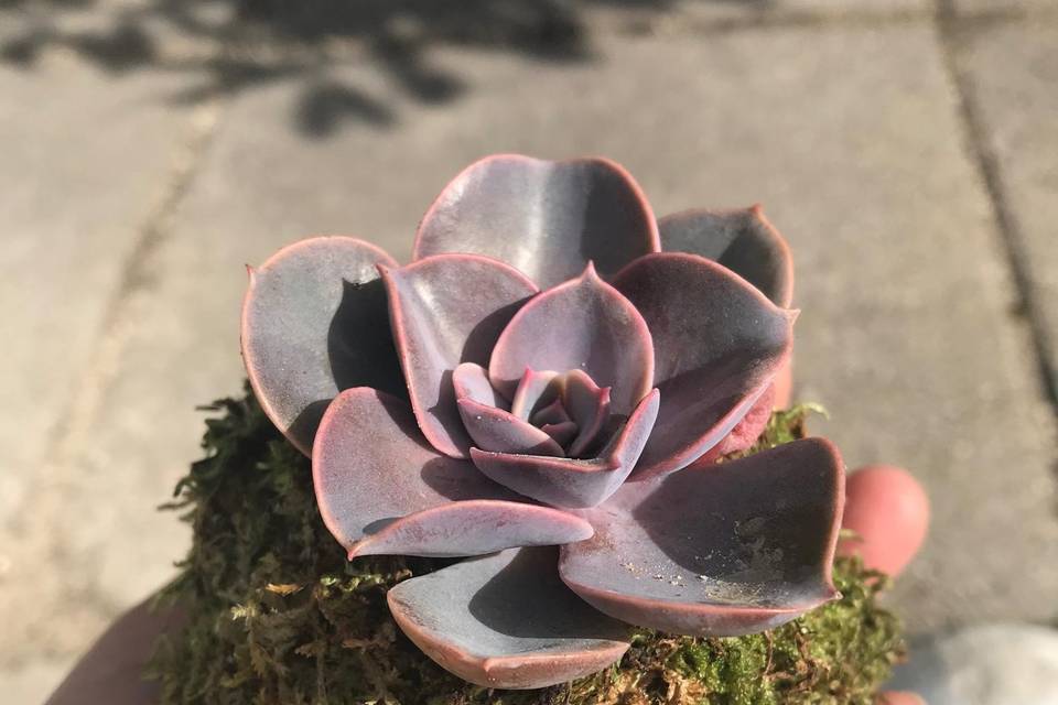 Succulenta Piccola