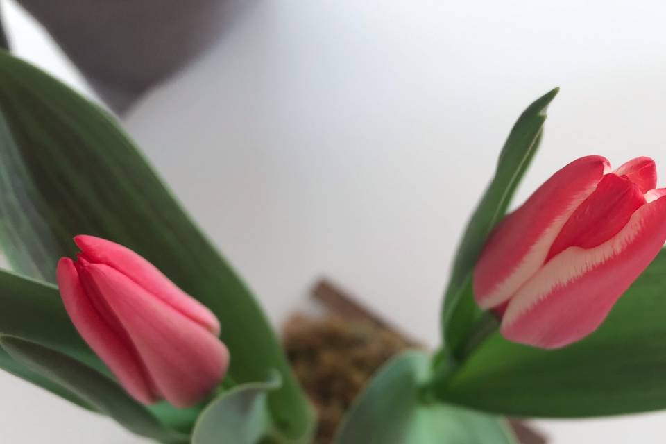 Tulipani