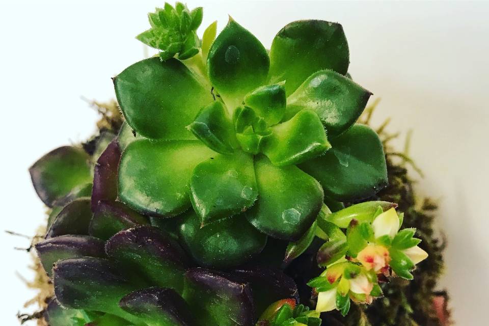 Succulenta