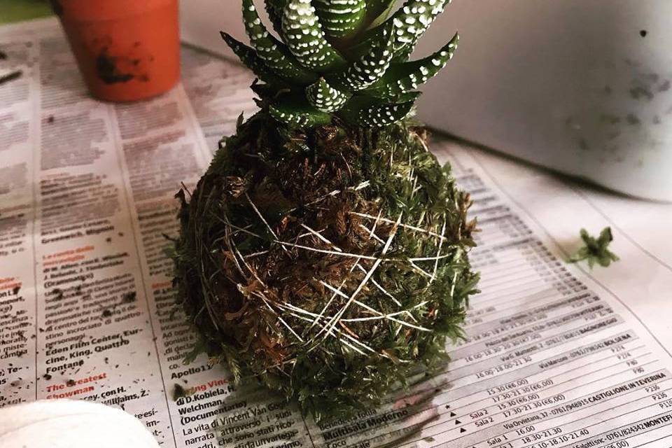 Succulenta Piccola